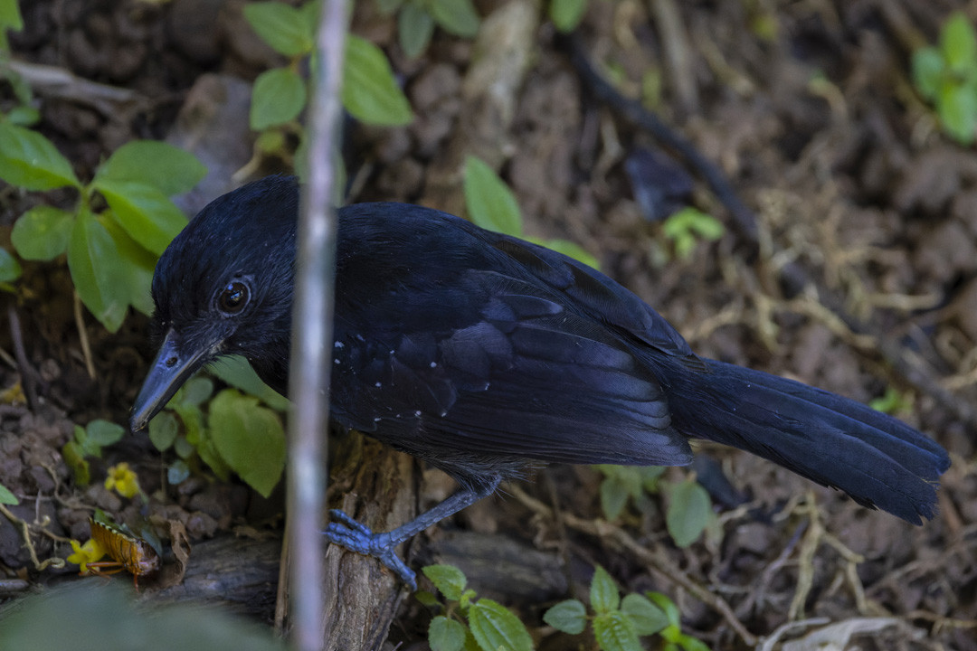 image Black-hooded Antshrike